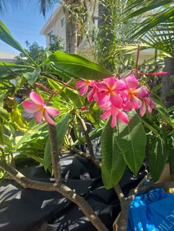 Pink Plumeria cuttings from 5 to 20 a cutting