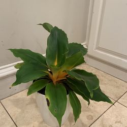 Mandarin Orange Spider Plant / Fire Flash 