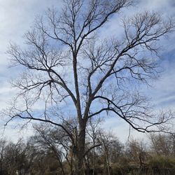 Free Pecan Tree