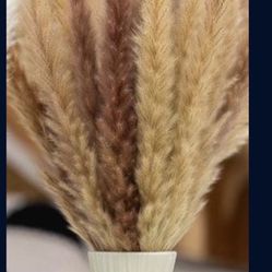 18” dry Pampas 1 Bundle 