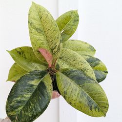 Ficus Shivereana Moonshine Plant 4" Pot )- Indoor House Plants