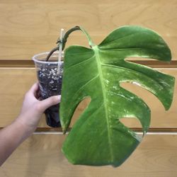 Monstera Albo Cutting - Rooted ** Read Description**