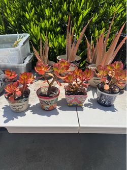 Mexican Flower Pots