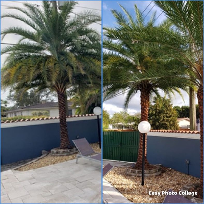Palm Tree Trimming