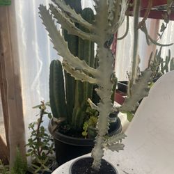 White Ghost 20 Inches Big 