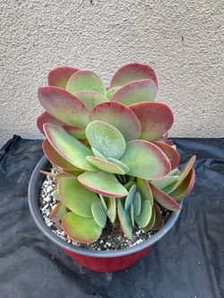 Flapjack succulent plant