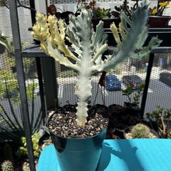 Euphorbia Lactea Variegata - White Ghost Cactus