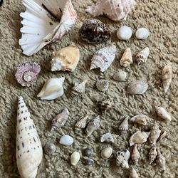 Vintage Seashells Collection