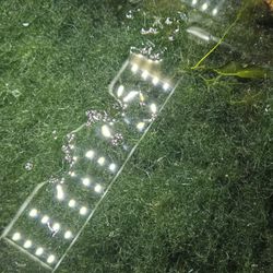 Chaeto Algae Brackish Or Saltwater 