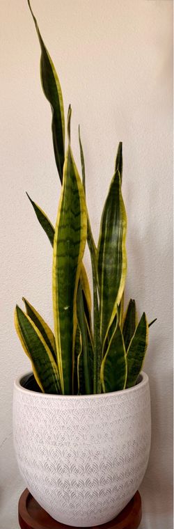 Real Snake Plants w/Pot