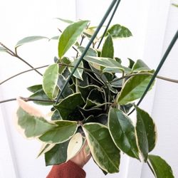 Hoya Carnosa Variegated Krimson Queen Plant 6" Pot - Indoor House Plants 