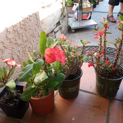 Corona De Cristo  Corona De Crystal Thorn Of Crowns Plant Flowers 