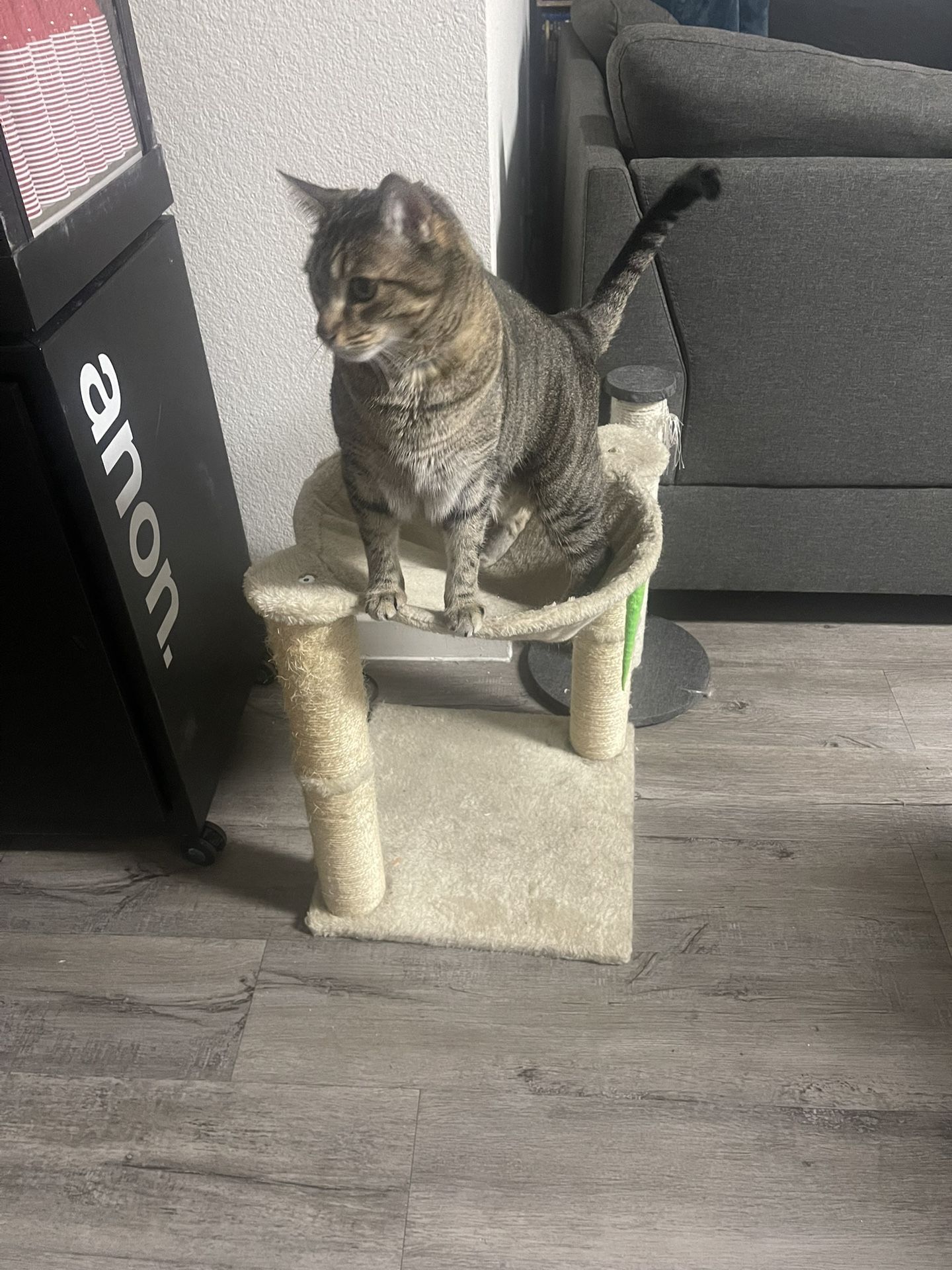 Cat Fort / Cat Tree Stuff and more