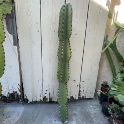 3 Ft Tall Euphorbia Candelabra Cactus Cutting 