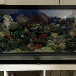 Fish Tank For Sale 