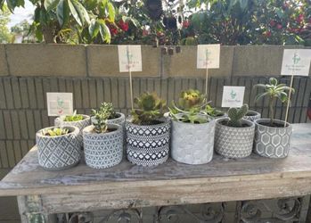 Geometric Gray Ceramic Pots With Succulents 
