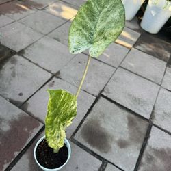 Rare Alocasia