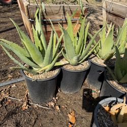 Aloe  Plants 5 Gal