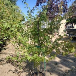 Japanese Maple Tree