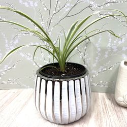 Spider House Plant In Cute Ceramic Pot 4.5"H.