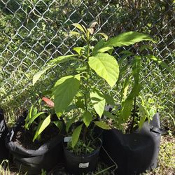 Big Avacado Tree