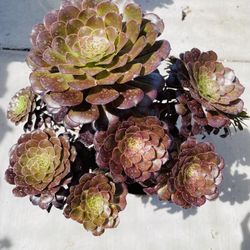 Rare Aeonium Black Roses Imported 