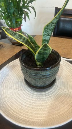 Snake Plant