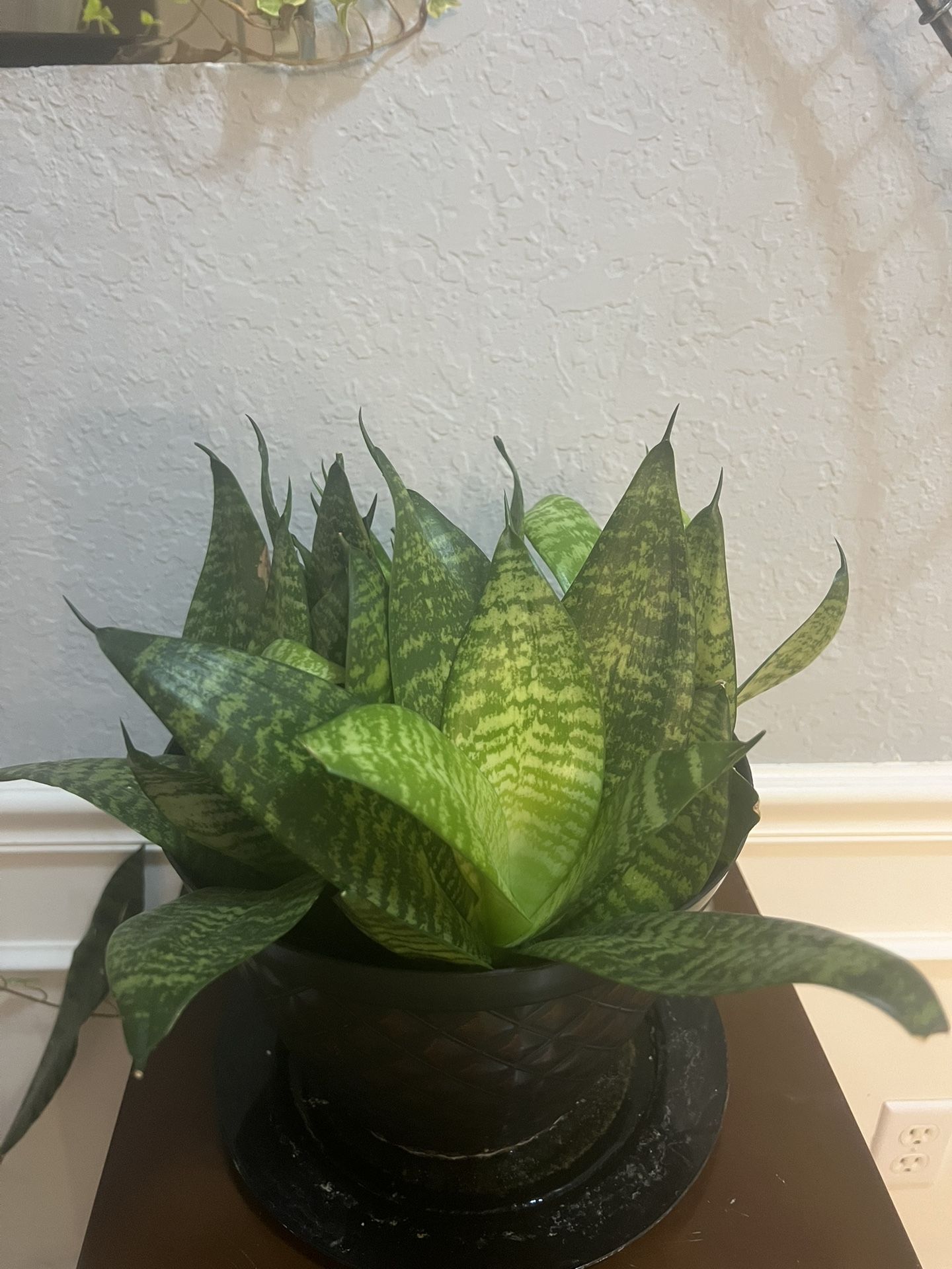 Plants