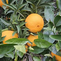 Organic Homegrown Oranges / Naranjas Organicas