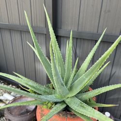 Large Aloe Garden