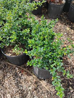 Serissa Hedges 3gl $6