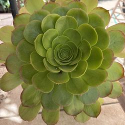 Plant Ceramic Pot