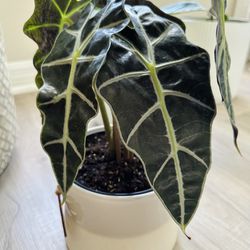 Alocasia Polly/Amazonica/African Mask 