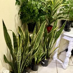 ♥️BEST PLANT ON PLANET♥️Snake Plants In 7” pot 36” to 40”tall