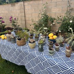 PLANTS AND POTS FOR SALE