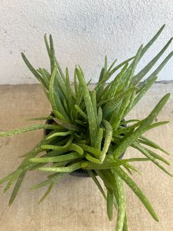 Aloe Vera plant