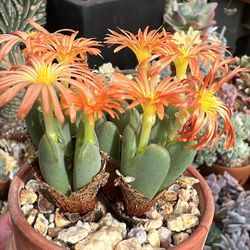 Conophytum Bilobum Succulent
