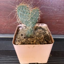 Cute Blue Prickly Pear