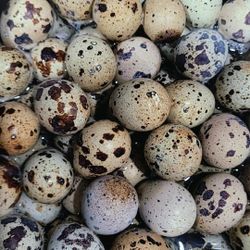 Quail Eggs 
