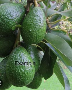 / Avocado Tree Has 🥑 Arbol De Aguacate