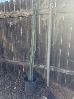 Huge Peruvian Apple Cactus, Fruit Bearing Cactus Peruvian Apple Large Potted Cactus Well Rooted