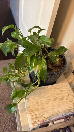 Pathos Plant With Vase Planter