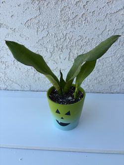 Snake Plant