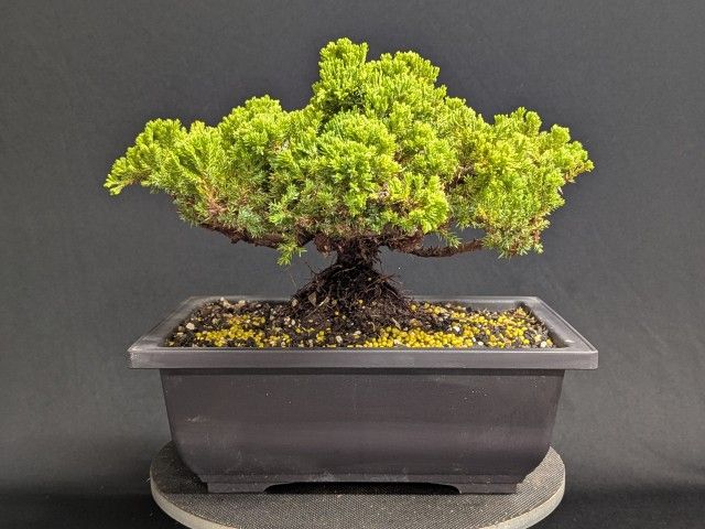 Juniper Bonsai Tree #34