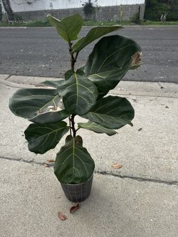 Fiddle Leaf Plant