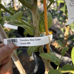 Thornless Key Lime