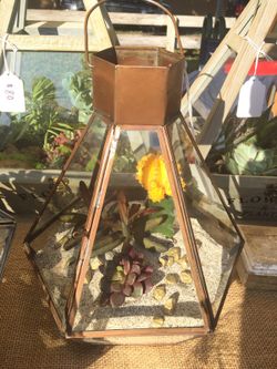Succulent/Cactus Terrarium Arrangement
