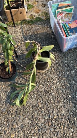 Basket plant (Callisia)