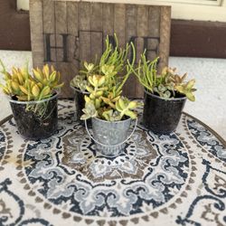 Succulent mix 