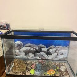 Fish Tank